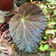 Image result for Begonia potamophila