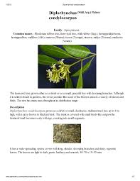 Image result for Diplorhynchus condylocarpon