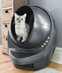 Kedi Kumu Ve Tuvaleti Ile Ilgili Pratik Bilgiler Oneriler Pet Yurdu