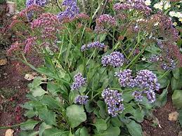 Statice Perezii Plants Garden Plants Shrubs