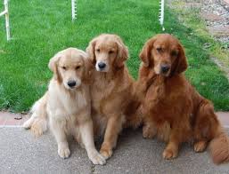 I Love The Varied Colors Retriever Puppy Golden Retriever Colors Golden Retriever