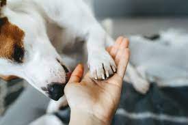 Why Does My Dog Lick Me In The Morning Wigglywisdom Com