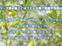 オリーブ茶の魅力とは どんな味 効能や効果は ふぁみたね