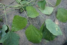 Image result for Psophocarpus scandens