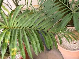 Image result for Stangeria eriopus