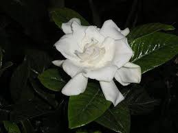 Gardenia Flower Flowers Gardenia Flowers Bouquet