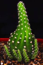 Coloca el esqueje sano en un medio de enraizamiento preparado para estimular el crecimiento de las raíces. 79 Ideas De Nombres De Cactus Cactus Y Suculentas Plantas Crasas Cactus