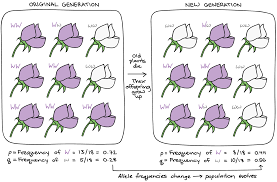 4f1fd2cdea8586f300ba48aac6f569c8cf2e07ec Png 2036 1339 Khan Academy Heredity Gene