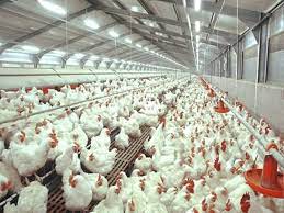 Appropriate Farming Insulation Of Roofs Ceilings Attics And Crawl Helps To Save Around 60 Of Energy Consumption That Requires For Heating And Cooling Of The