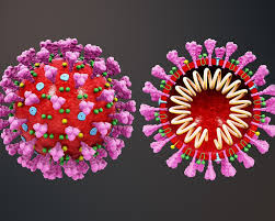 Ncbi virus is a community portal for viral sequence data from refseq, genbank and other ncbi repositories. Viaggio Al Centro Del Virus Com E Fatto Sars Cov 2 Universita Vita Salute San Raffaele