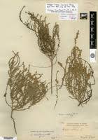 Image result for Cressa cretica