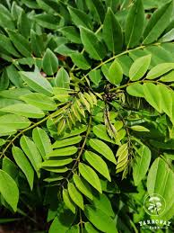 Image result for Gliricidia sepium