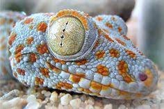900 Alami Ideas Leopard Gecko Gecko Reptiles