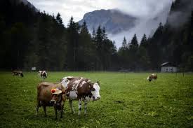 Check spelling or type a new query. Cute Cows Daily Squee Cute Animals Cute Baby Animals Cute Animal Pictures Animal Gifs Gif Animals