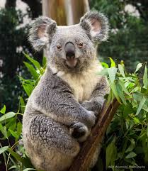 Koala At Sf Zoo Cuddly Animals Koala Bear Koala