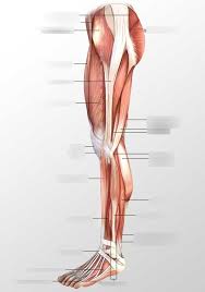 The muscles of the leg anatomy chart shows in every possible view the way that the muscles and other pieces of the leg work together in motion and flexibility. Lateral Leg Muscles Diagram Quizlet