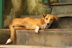 Morganslists Com 10 Interesting Dog Breeds That Originate In India Street Dogs Dogs Dog Breeds