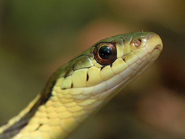 Snake Eyes | Naturally Curious with Mary Holland
