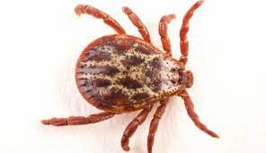 Lyme Disease Cbs Los Angeles