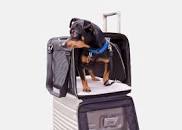 Image result for best pet bag