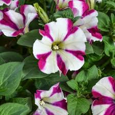 Find an overview of the petunia assorment from kientzler young plants: Petunia Peppy Purple Petunia From Garden Center Marketing
