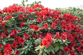 Rhododendron Scarlet Wonder Pflanzen Scarlet Winterhart