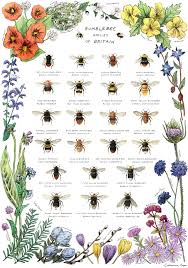 Bees Of The Uk By Catherinepapeillustration Bee Keeping