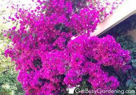 Bougainvillea Care Instructions Complete Growing Guide Fast Growing Plants Bougainvillea Care Bougainvillea