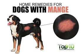 Home Remedies For Dogs With Mange Top 10 Home Remedies Dog Skin Problem Dog Remedies Dog Skin