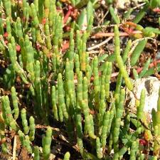 Image result for Salicornia perrieri