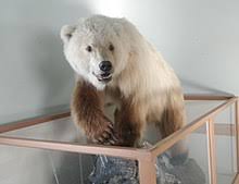 They always keep the ruff around their head. Grizzly Polar Bear Hybrid Wikipedia