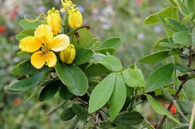 Image result for Senna macranthera