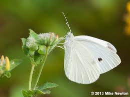 Check spelling or type a new query. Cabbage White