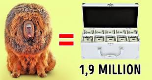 Il reste très abordable puisque il ne vaut que la le complexe immobilier le plus cher du monde : Ces 10 Races De Chiens Sont Les Plus Cheres Au Monde