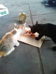 We did not find results for: Gambar Dan Video Gelandangan Ini Jual Limau Di Tepi Jalan Setiap Hari Semata Mata Mahu Beli Makanan Kepada Kucing Jalanan Infoje Org
