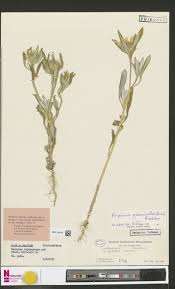 Image result for Calostephane divaricata