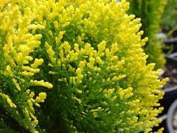 Image result for Platycladus