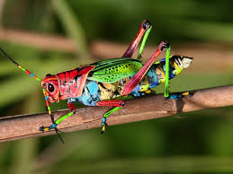 Is This a Real Rainbow Grasshopper? | Snopes.com