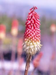Image result for Kniphofia grantii