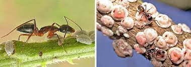 I came across these ants on a saw palmetto with what i believe to be scale insects. Mutualistic Relationship Between Trees And Ants Ask A Biologist