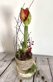 Red Amaryllis Amaryllis Plant Flower Delivery Red Amaryllis