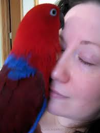 Help Kiki the Parrot