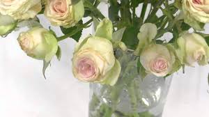 Find out if the garden of eden rosa e pigmentation serum is good for you! Mini Garden Rose Mimi Eden Spray Garden Roses Youtube