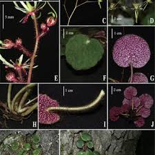 Image result for Galiniera saxifraga