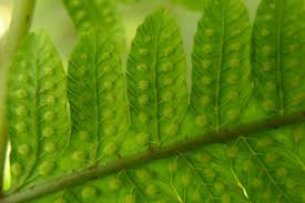 Image result for Pneumatopteris