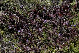 Image result for Cyanotis caespitosa