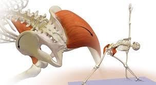 Muscles in your hip area. Massage Your Hip Pain Learn How To Stretch Hip Flexor Massaggi