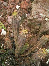 Image result for Euphorbia papillosicapsa