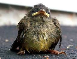 Stages Of A Baby Bird Growth And Maturity