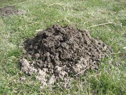 Maulwurfe Wuhlmause Feldmause Und Schermause Bekampfen 2 Was Tun Gegen Wuhlmause Garten Ideen Garten